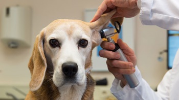 doencas cães